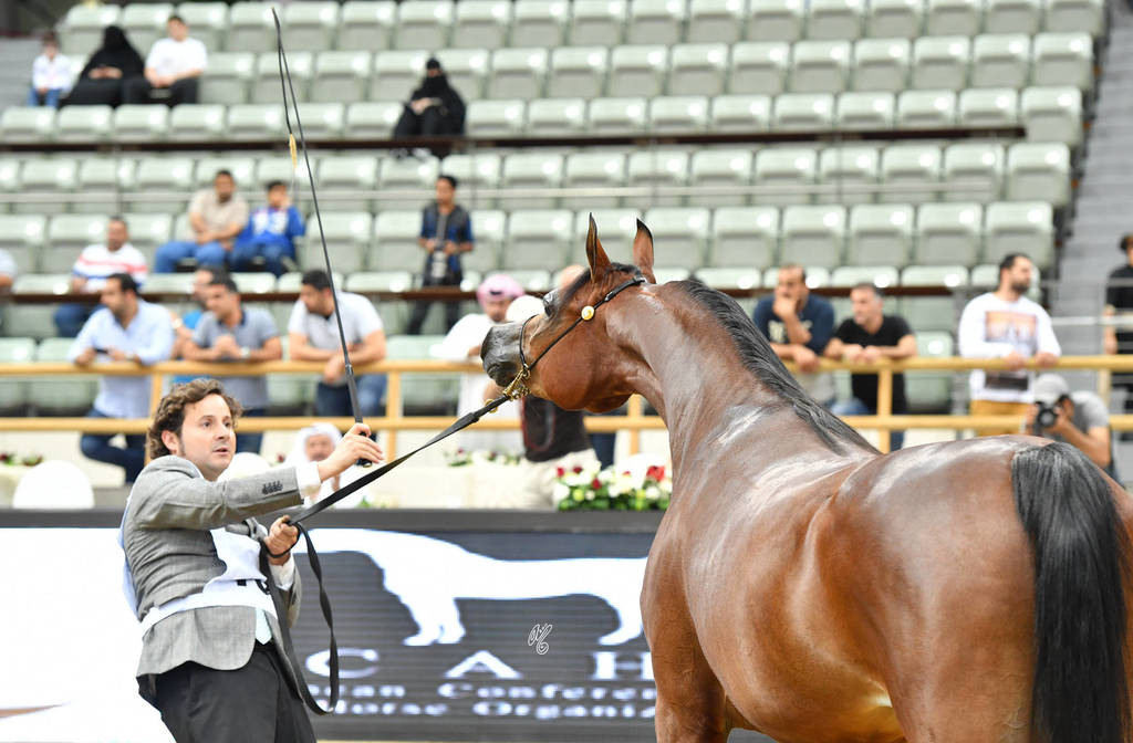 Fillies 3 Years: Wahat Al Shaqab