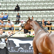 Fillies 3 Years: Wahat Al Shaqab