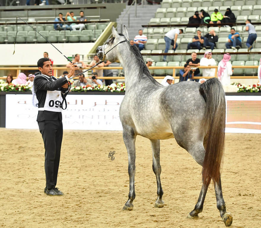 Fillies 2 Years: Anood Al Safinat