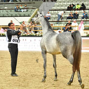 Fillies 2 Years: Anood Al Safinat