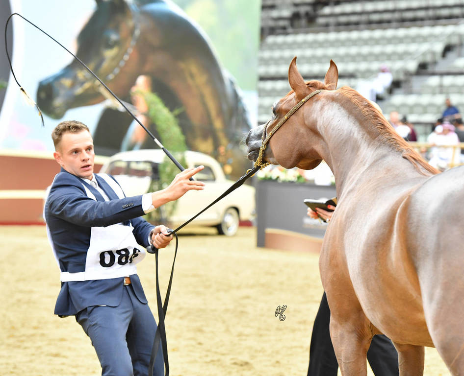 Fillies 2 Years: Bazghah Athbah