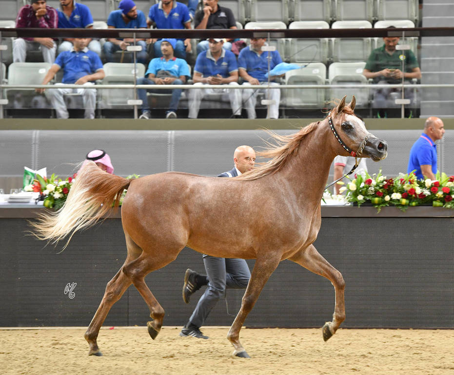 Fillies 2 Years: Mayasa Alsayed