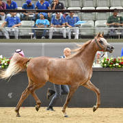 Fillies 2 Years: Mayasa Alsayed