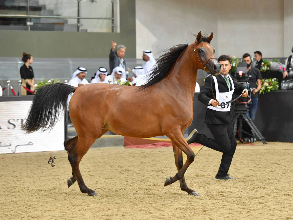Fillies 2 Years: Marmar Al Shaqab