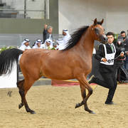 Fillies 2 Years: Marmar Al Shaqab