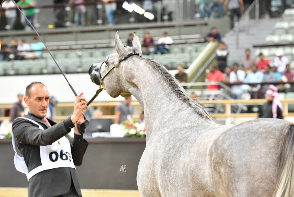 Fillies 2 Years: Jolien Aljassimya