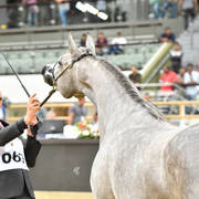 Fillies 2 Years: Jolien Aljassimya