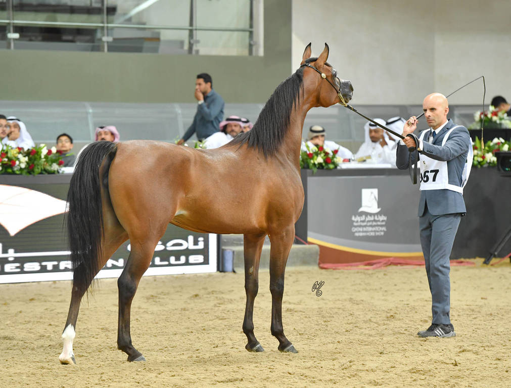Fillies 2 Years: Sultanah Al Arja