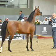 Fillies 2 Years: Sultanah Al Arja