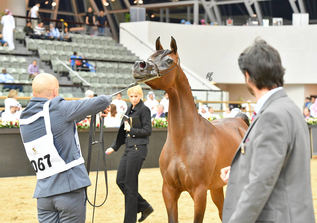 Fillies 2 Years: Sultanah Al Arja