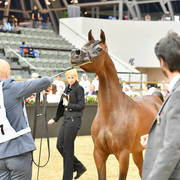 Fillies 2 Years: Sultanah Al Arja