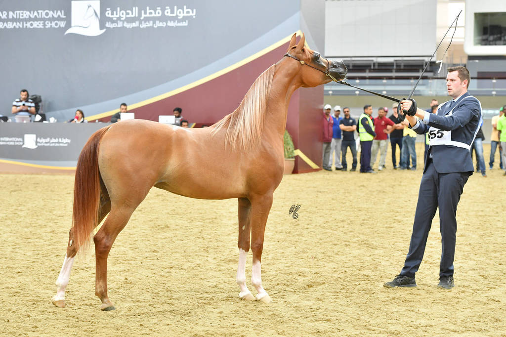 Fillies 2 Years: Lolwah Al Sawary