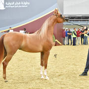 Fillies 2 Years: Lolwah Al Sawary