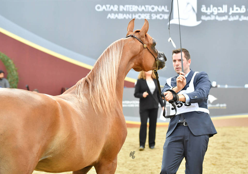 Fillies 2 Years: Lolwah Al Sawary