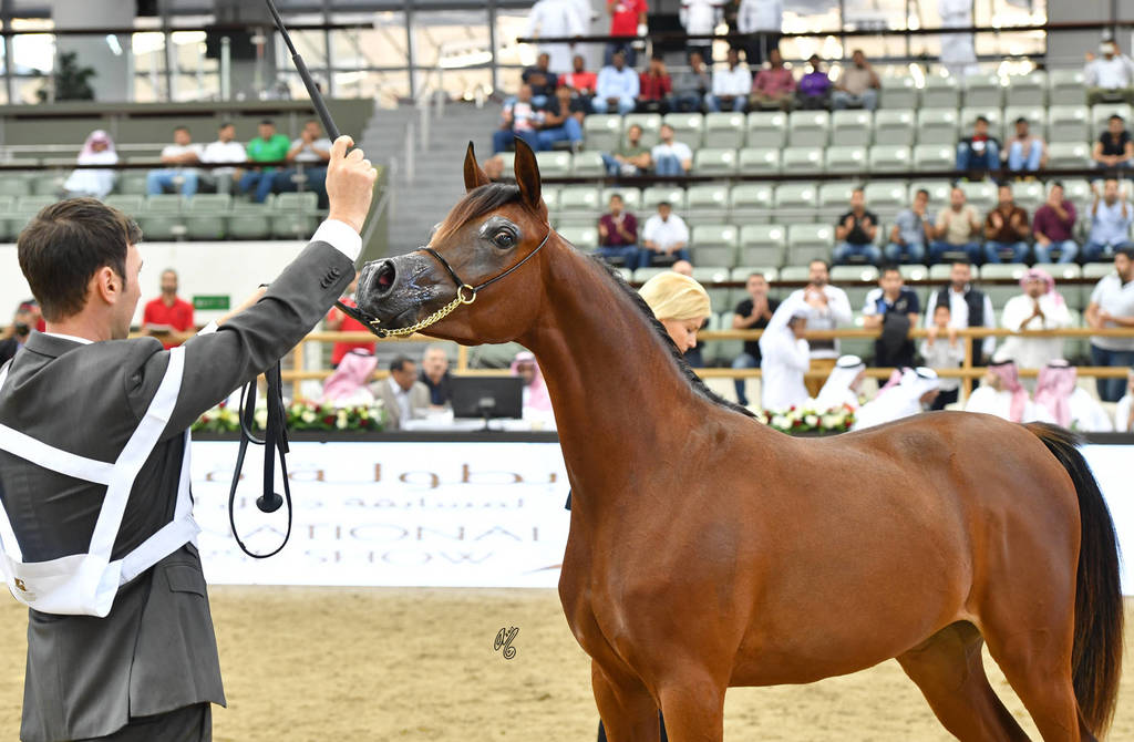 Yearling Filly: Amalya Alkhawaled