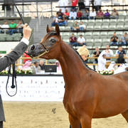 Yearling Filly: Amalya Alkhawaled