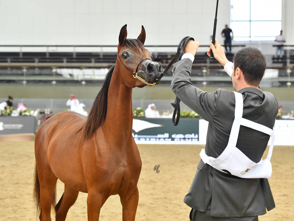 Yearling Filly: Amalya Alkhawaled