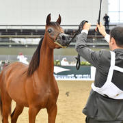 Yearling Filly: Amalya Alkhawaled