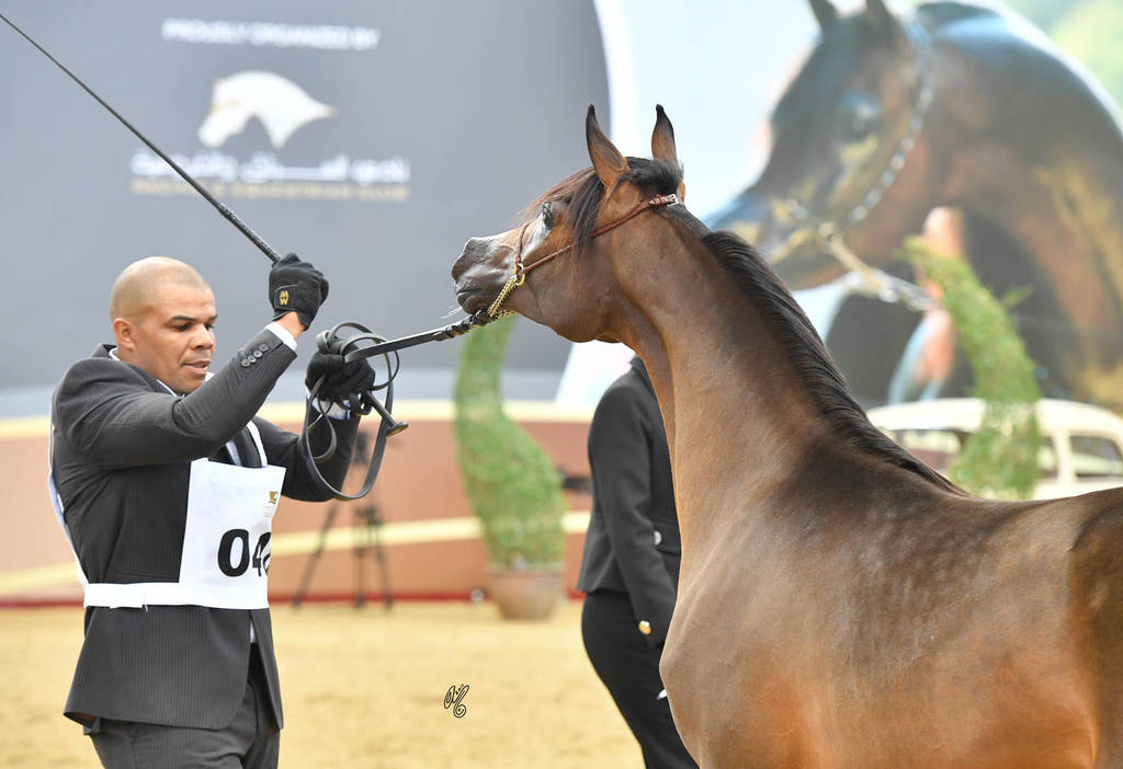 Yearling Filly: Lebleba Nayaar