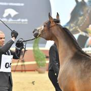 Yearling Filly: Lebleba Nayaar