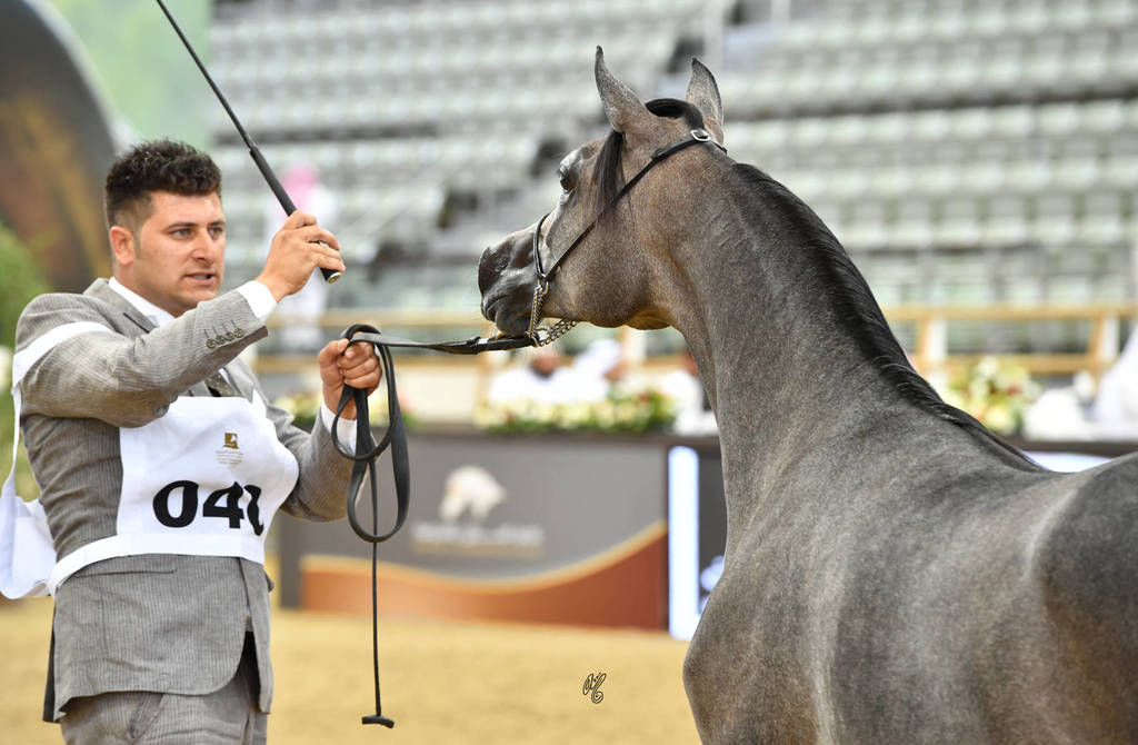 Yearling Filly: Treve Al Shaqab
