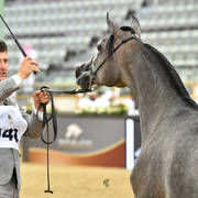 Yearling Filly: Treve Al Shaqab