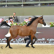 Yearling Filly: Ebaa Athbah