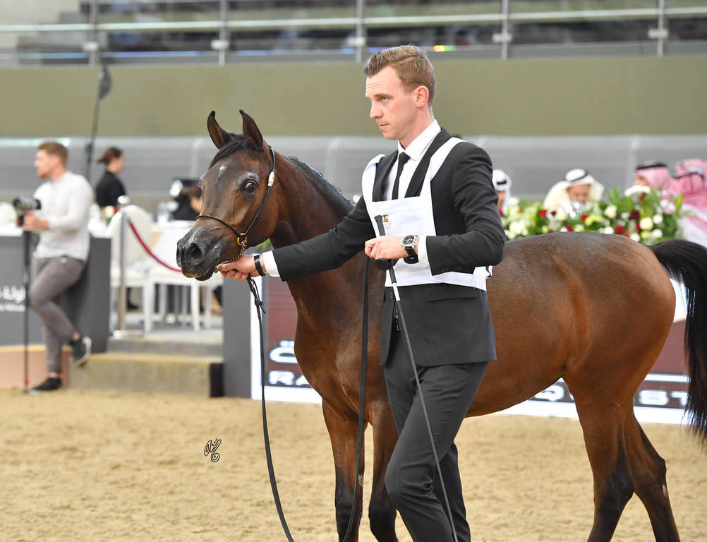 Yearling Filly: Ghalia Alfayyad