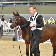 Yearling Filly: Ghalia Alfayyad