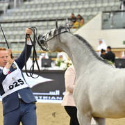 Yearling Filly: Jazla Al Adwan