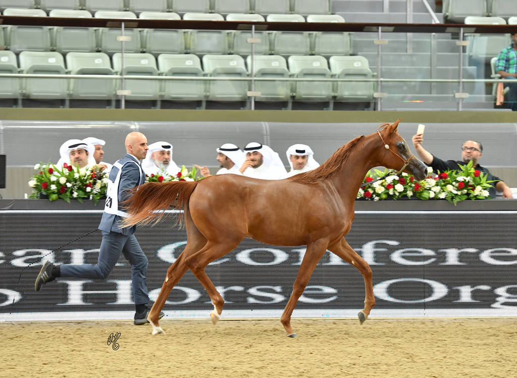 Yearling Filly: Al Jazi Al Sayed