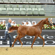 Yearling Filly: Al Jazi Al Sayed