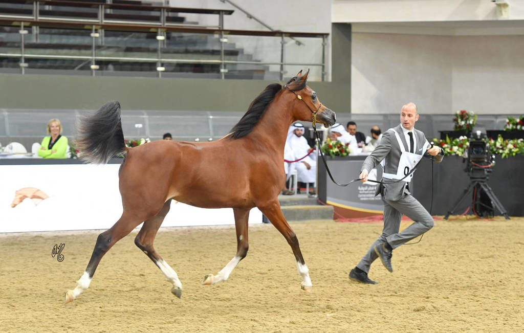 Yearling Filly: Adwaa AM