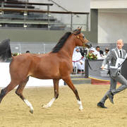 Yearling Filly: Adwaa AM