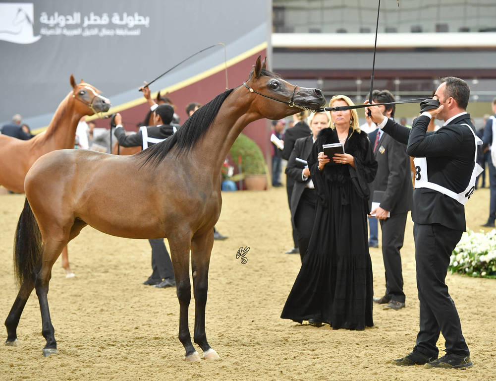 Yearling Filly: Mawada Al Shaqab