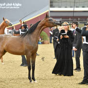 Yearling Filly: Mawada Al Shaqab