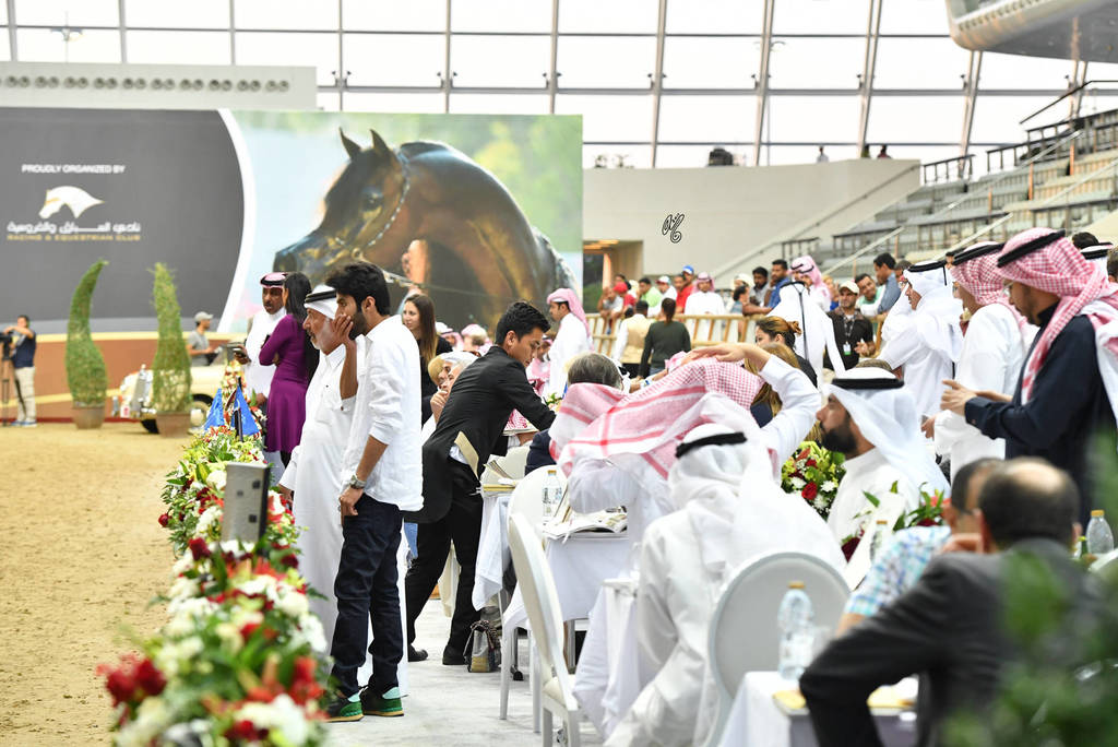 Lisa Abraham: The 2017 Qatar International Arabian Horse Show Gallery
