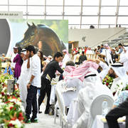 Lisa Abraham: The 2017 Qatar International Arabian Horse Show Gallery