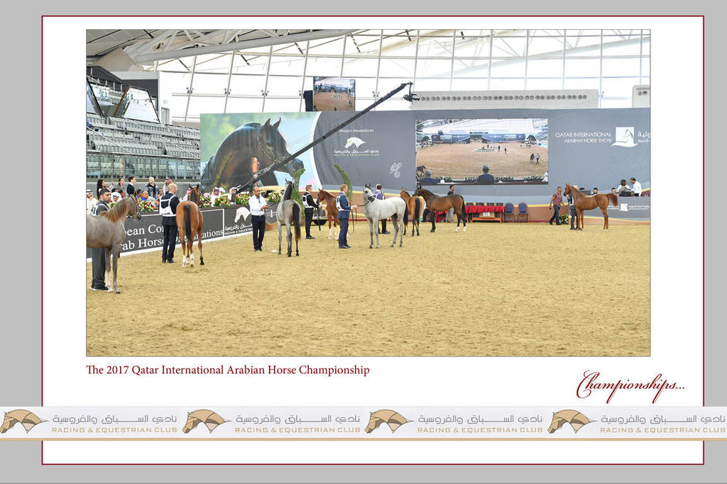 Lisa Abraham: The 2017 Qatar International Arabian Horse Show Gallery