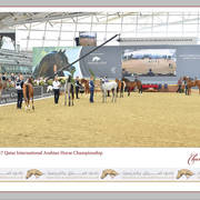 Lisa Abraham: The 2017 Qatar International Arabian Horse Show Gallery