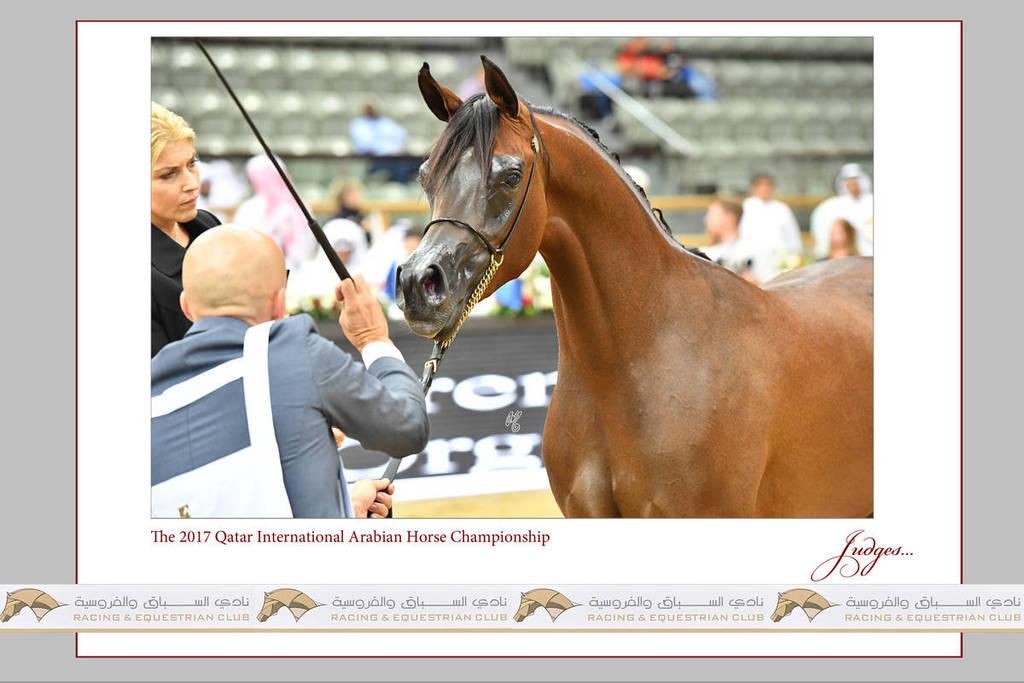 Lisa Abraham: The 2017 Qatar International Arabian Horse Show Gallery