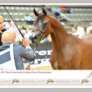 Lisa Abraham: The 2017 Qatar International Arabian Horse Show Gallery