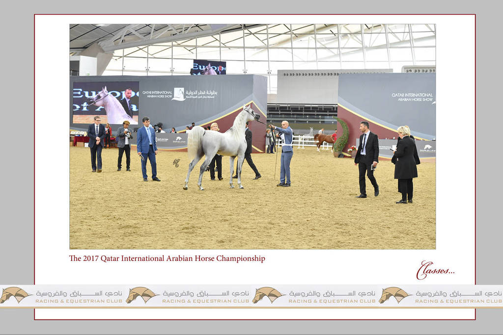 Lisa Abraham: The 2017 Qatar International Arabian Horse Show Gallery