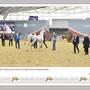 Lisa Abraham: The 2017 Qatar International Arabian Horse Show Gallery