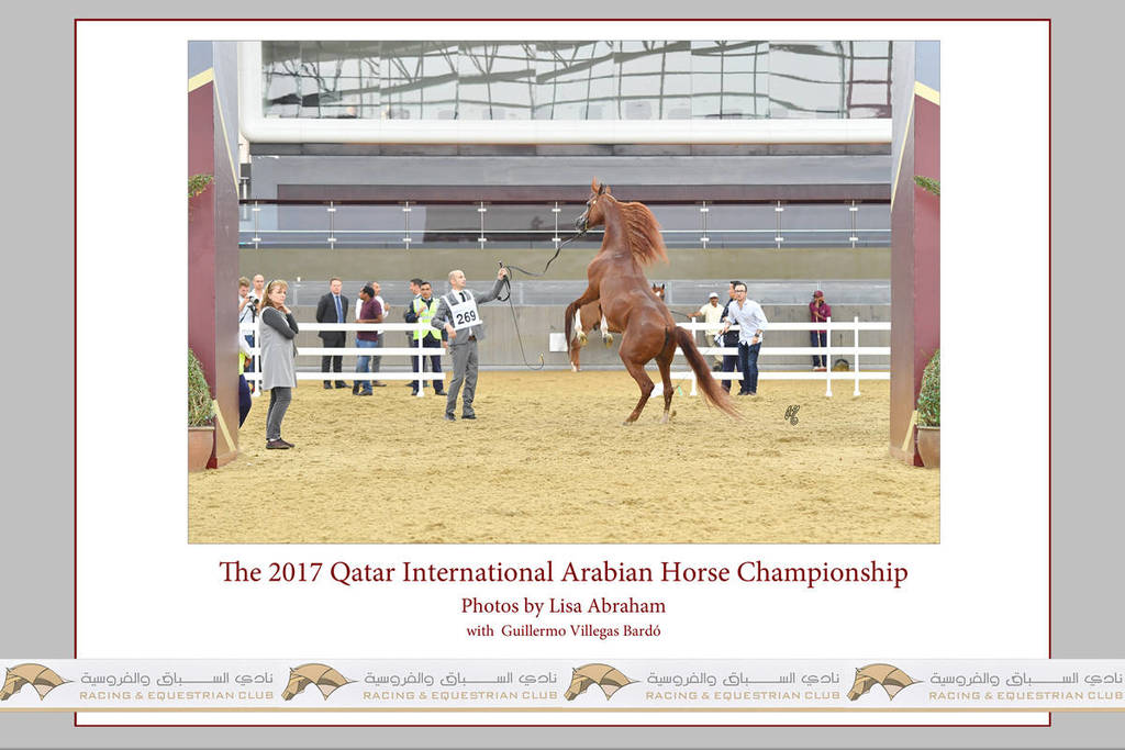 Lisa Abraham: The 2017 Qatar International Arabian Horse Show Gallery