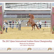 Lisa Abraham: The 2017 Qatar International Arabian Horse Show Gallery