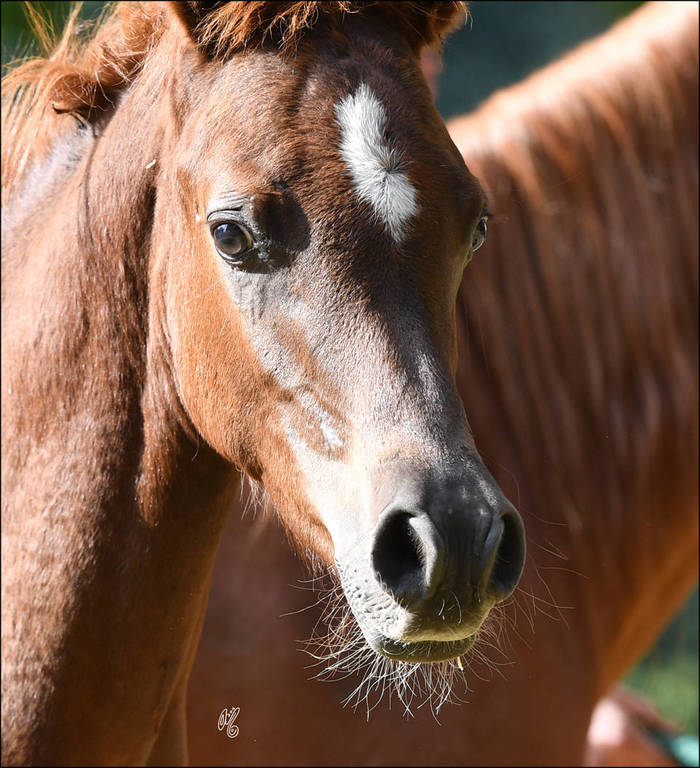 NK Larrisa (NK Hafid Jamal  X NK Lateefa) 