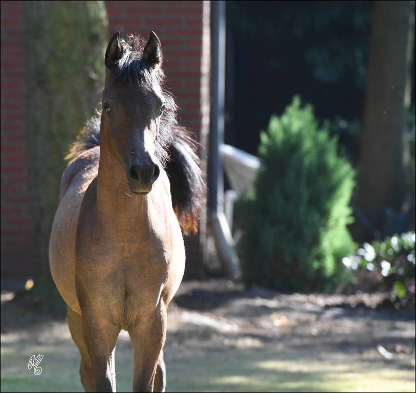 NK Nounou (NK Nadeer X NK Nerham) 