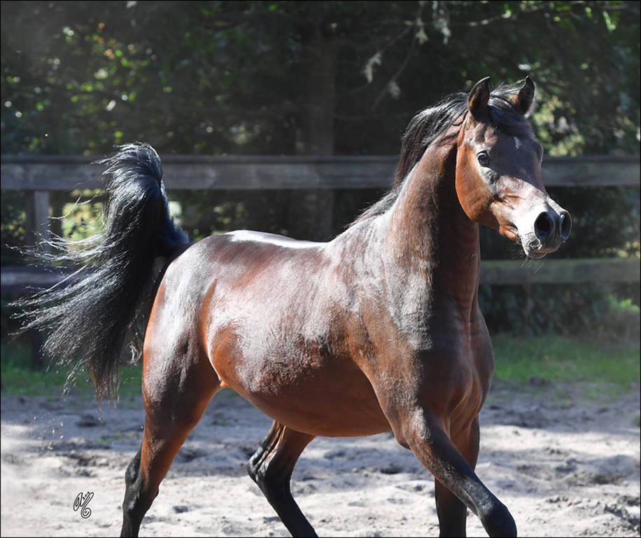 NK Nizam (NK Hafid Jamil X NK Nadirah) 