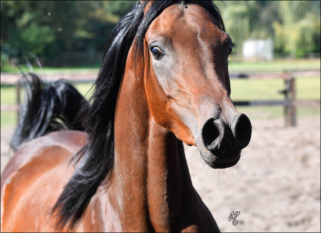 NK Nawal (NK Kamar El Dine X NK Nadirah) 